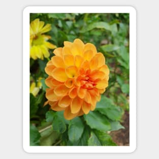 Golden Orange Dahlia Sticker